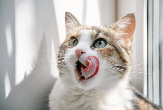 Funny Cat Names