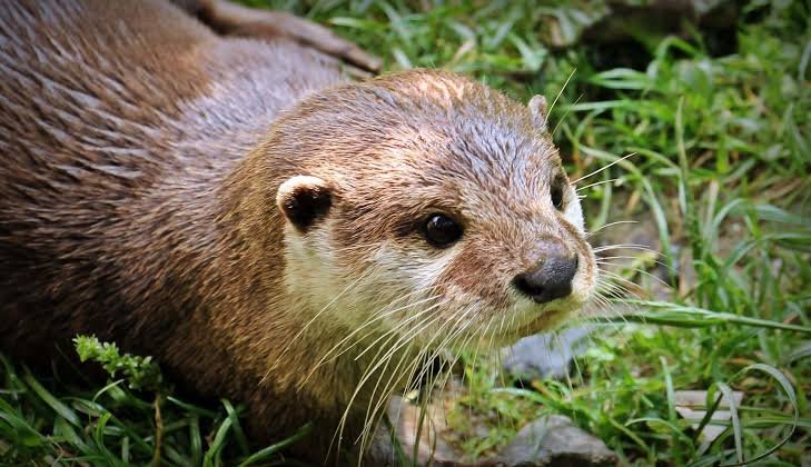  Otter Names