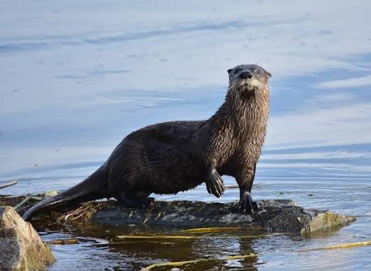  Otter Names